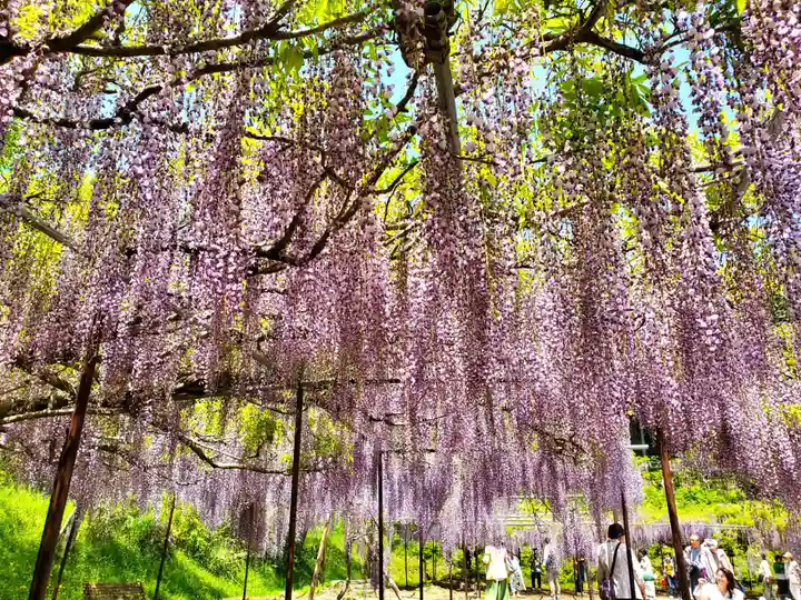 天台宗 五大山 白毫寺の自然