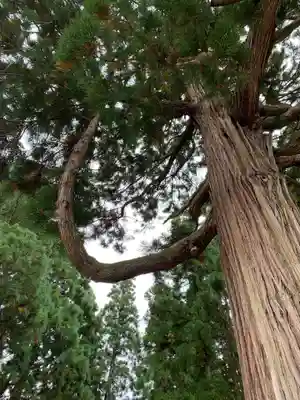 八坂神社の自然