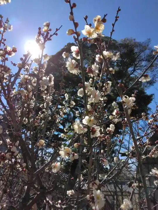 時宗総本山 遊行寺(正式:清浄光寺)(神奈川県)