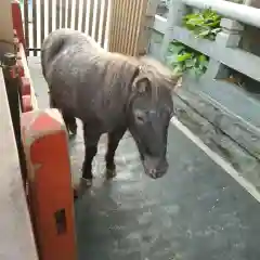 神田神社（神田明神）の動物