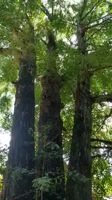玉敷神社(埼玉県)