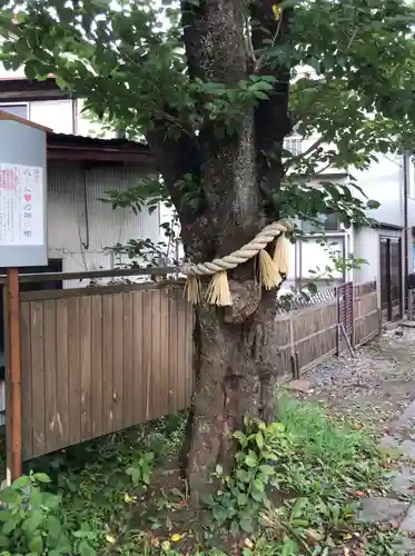 小室浅間神社の自然