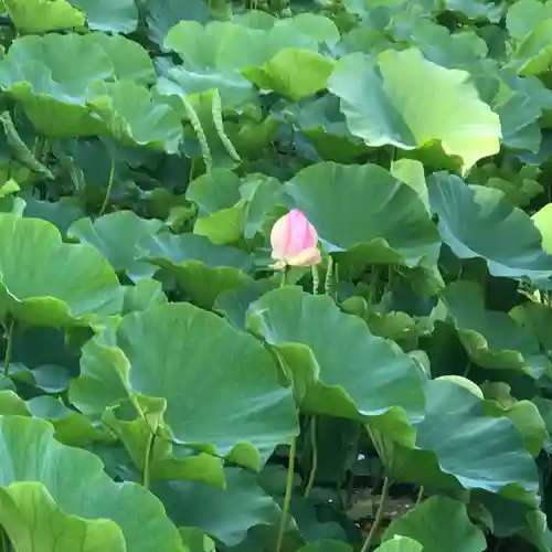 猿賀神社の自然