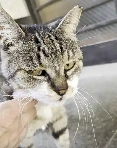 白金氷川神社(東京都)