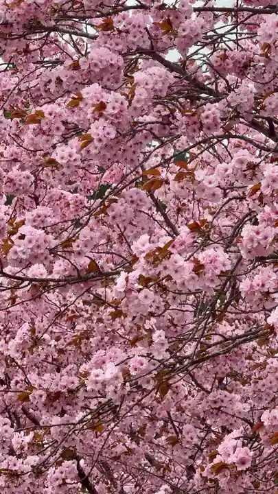 春日神社(京都府)