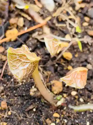 土津神社｜こどもと出世の神さまの自然