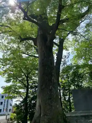 上野総社神社(群馬県)