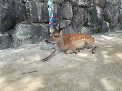 厳島神社(広島県)