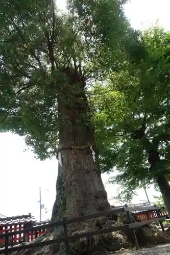 日吉御田神社の自然