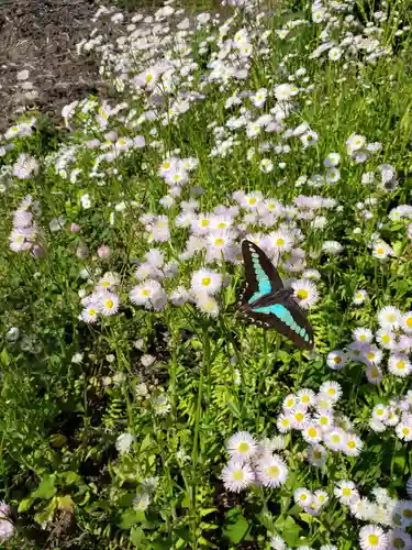 諏訪神社の自然