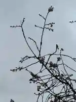 金毘羅宮慈眼寺の{uncategorized: "未分類", other: "その他", undefined: "問題あり", building: "その他建物", grave: "お墓", sacred_gate: "鳥居", guardian: "狛犬", statue: "像", buddha: "仏像", history: "歴史", nature: "自然", garden: "庭園", animal: "動物", pagoda: "塔", temizu: "手水舎", mountain_gate: "山門・神門", sanctuary: "本殿・本堂", subordinate: "末社・摂社", art: "芸術", scenery: "景色", jizo: "地蔵", ema: "絵馬", goshuin: "御朱印", omikuji: "おみくじ", items: "授与品その他", amulet: "お守り", goshuincho: "御朱印帳", eats: "食事", festival: "お祭り", votive_dance: "神楽", shichigosan: "七五三参", wedding: "結婚式", experience: "体験その他", initially: "初詣", around: "周辺", anti_infection: "感染症対策"}