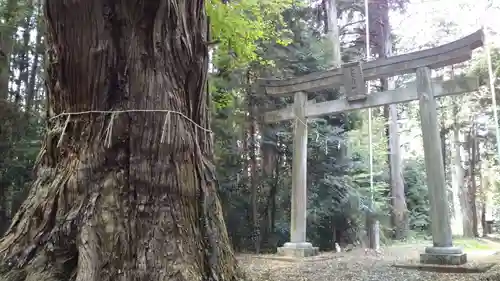 今宮三社神社の鳥居