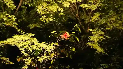 高台寺（高台寿聖禅寺・高臺寺）の自然