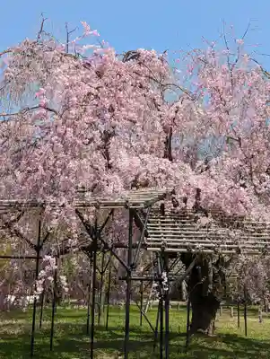 賀茂別雷神社（上賀茂神社）(京都府)