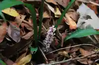 大六天麻王神社の庭園
