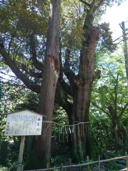 諏訪八幡神社の自然