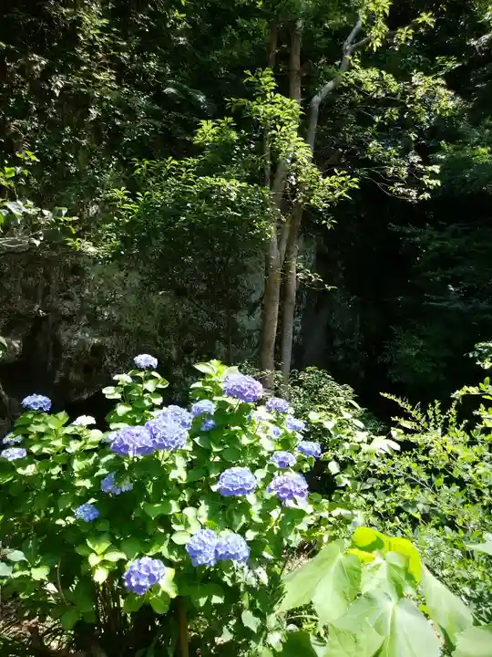 明月院(神奈川県)