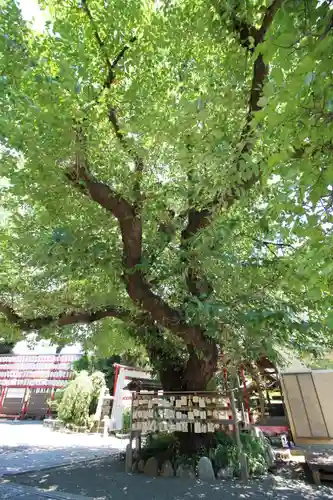 居木神社(東京都)