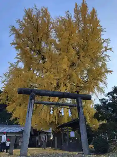 丹生酒殿神社の鳥居