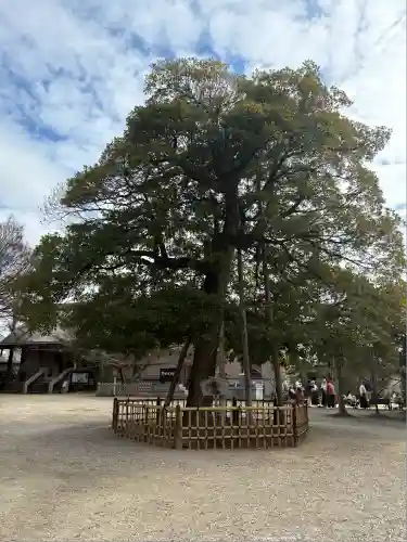 野田八幡宮(愛知県)