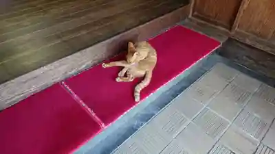 天然寺の動物