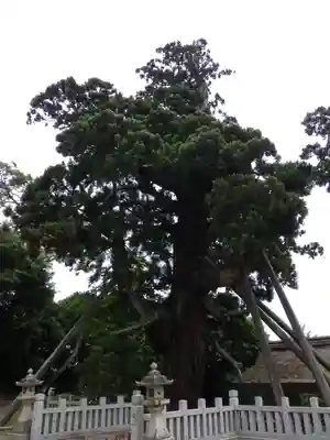玉若酢命神社の自然