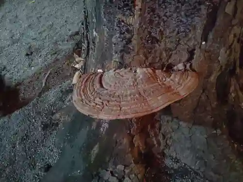 森野住吉神社(東京都)