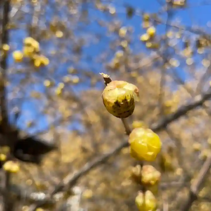 横浜 西方寺の自然