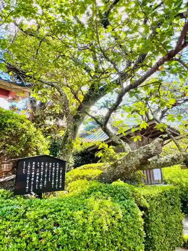 極楽寺（霊鷲山感應院極楽律寺）の自然