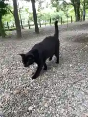 八幡社の動物