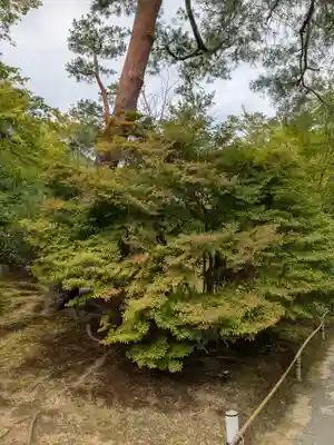 宝厳院(京都府)