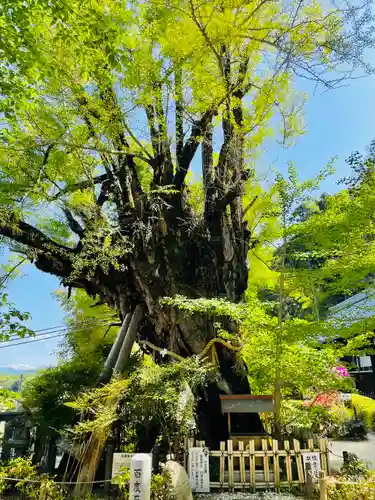 葛城一言主神社の自然