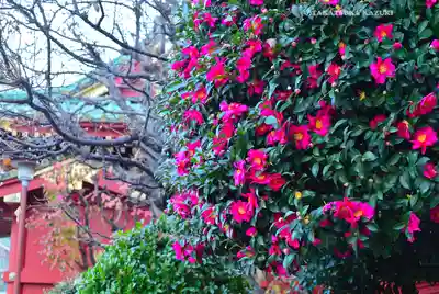 神田神社（神田明神）(東京都)