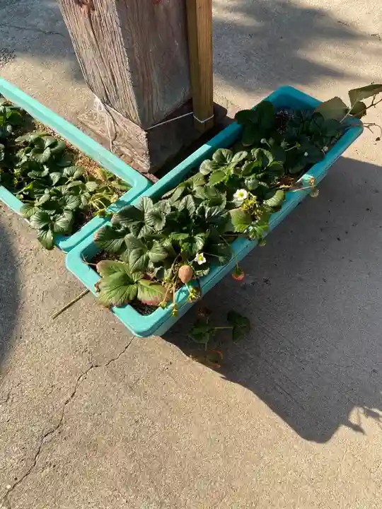 長沼八幡宮(栃木県)