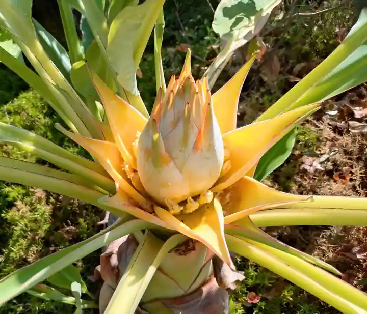 寿量山 速成寺(奈良県)