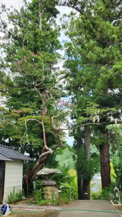 岡部春日神社~👹鬼門よけの🌺花咲く🌺やしろ~の自然