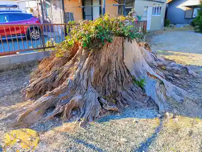 白山社(宿町)の自然