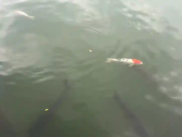 八大龍王総本殿(岐阜県)