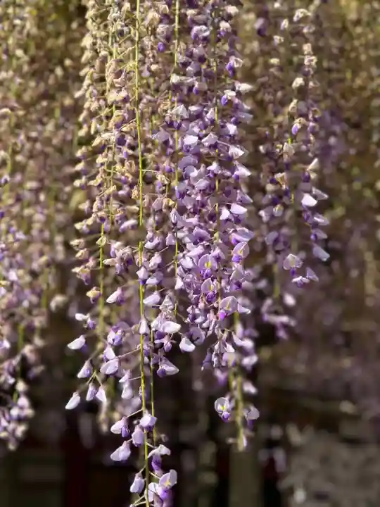 春日大社(奈良県)