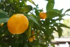 平野神社の自然