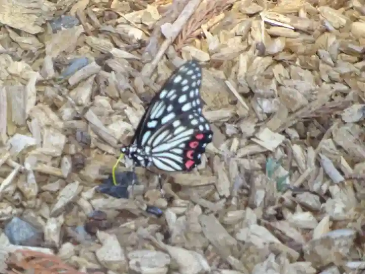 弥生神社の動物