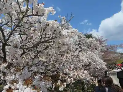 仁和寺(京都府)