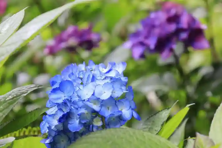 一條殿 新善光寺(京都府)