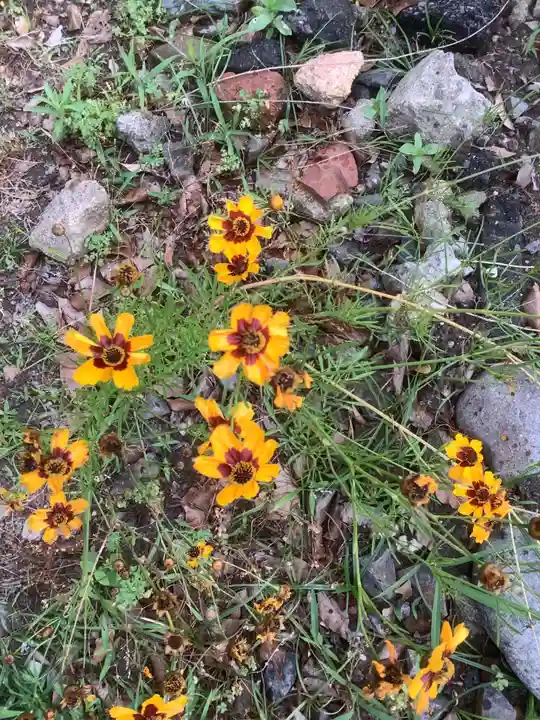 清洲山王宮 日吉神社の自然