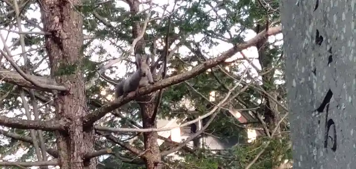 千歳神社の動物