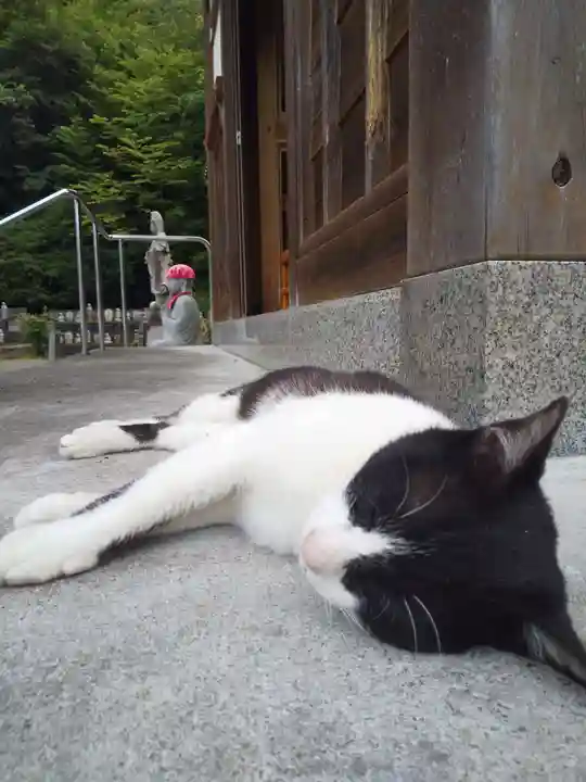御誕生寺(猫寺)の動物