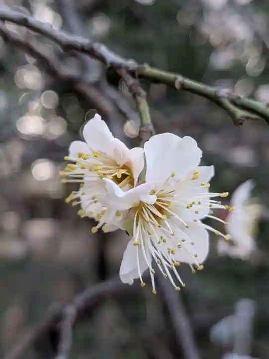 布多天神社(東京都)
