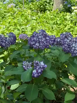市杵島神社（高萩八幡宮境内社）(茨城県)