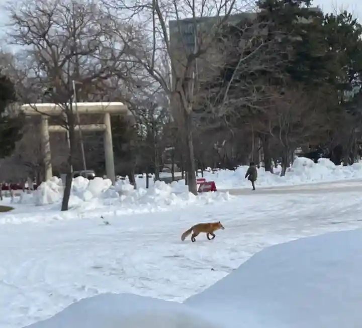 札幌護國神社の動物