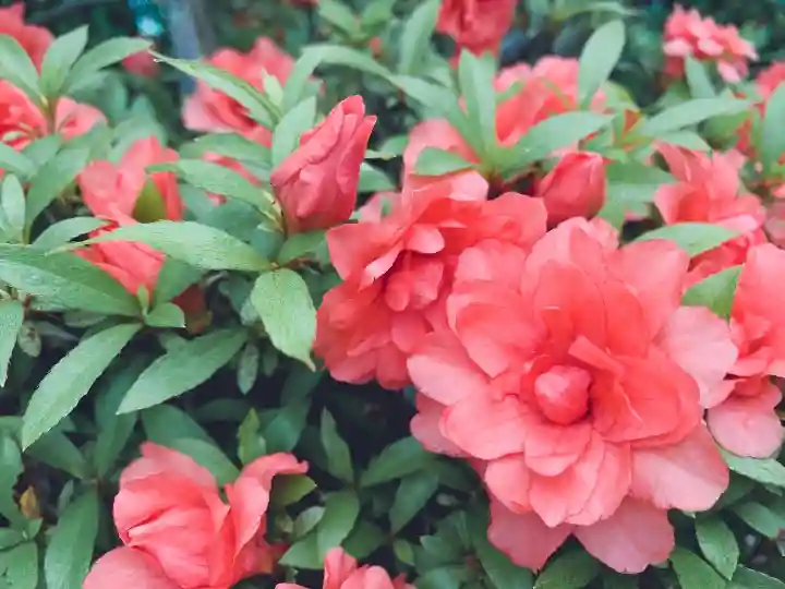 開成山大神宮の自然